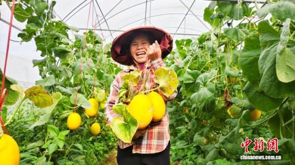 华锋优配快线 （乡村行·看振兴）广西南宁：科技赋能甜瓜丰收 特色产业甜上心头