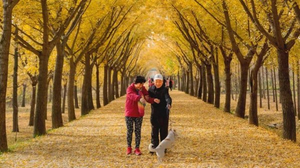 君子配资 为什么秋天要多去公园走走？三个治愈身心的神奇功效，很多人不知道